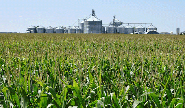 Corn and Soybean Prices Hit 19-Year Lows: What Farmers and Agribusinesses Need to Know