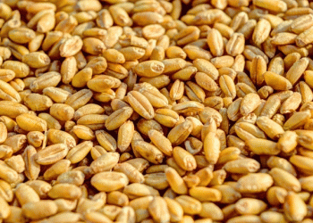 Russia Drops Wheat Export Duty to Zero: What It Means for Farmers and Global Markets