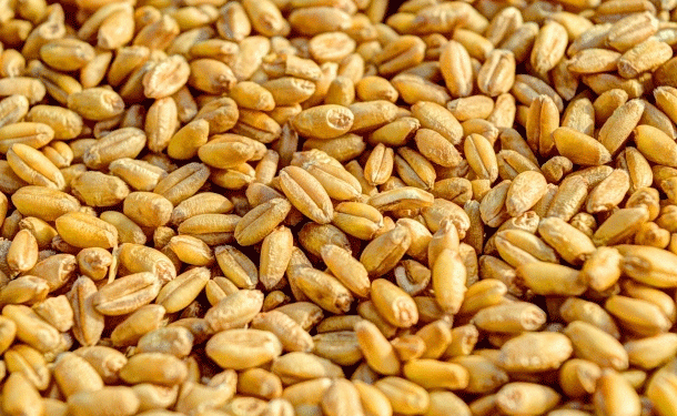 Russia Drops Wheat Export Duty to Zero: What It Means for Farmers and Global Markets