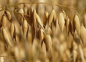 Bashkortostan’s Grain Processing Boom: How Export Growth is Reshaping Regional Agriculture
