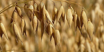 Bashkortostan’s Grain Processing Boom: How Export Growth is Reshaping Regional Agriculture