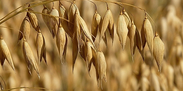 Bashkortostan’s Grain Processing Boom: How Export Growth is Reshaping Regional Agriculture