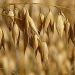 Bashkortostan’s Grain Processing Boom: How Export Growth is Reshaping Regional Agriculture