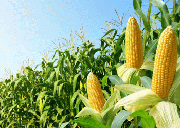 Breakthrough in Corn Cultivation: Kazan Scientists Develop Drought-Resistant Fertilization Technique