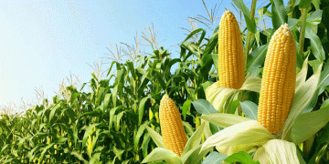 Breakthrough in Corn Cultivation: Kazan Scientists Develop Drought-Resistant Fertilization Technique