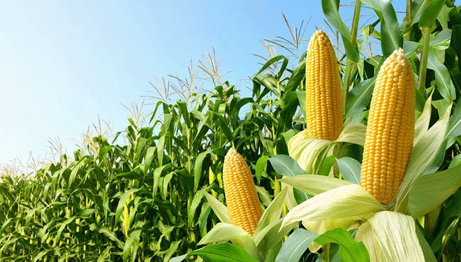 Breakthrough in Corn Cultivation: Kazan Scientists Develop Drought-Resistant Fertilization Technique