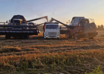 Vladimir Region Kicks Off 2025 Harvest: Early Potato and Winter Grain Yields Show Promising Results