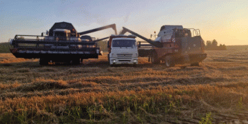 Vladimir Region Kicks Off 2025 Harvest: Early Potato and Winter Grain Yields Show Promising Results