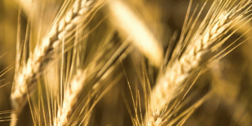 Stavropol Farmers Harvest 9.7 Million Tons of Grain: How Technology and State Support Boost Yields