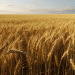 The Hidden Crisis in Wheat: Are We Sacrificing Nutrition for Yield?
