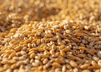 From Corporate to Crops: How Organic Farming is Boosting Profits and Sustainability in Punjab