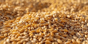 From Corporate to Crops: How Organic Farming is Boosting Profits and Sustainability in Punjab