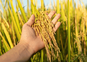 Boosting Wheat Resilience: Breakthrough Biostimulant Therapy Enhances Yield and Grain Quality Under Drought Stress