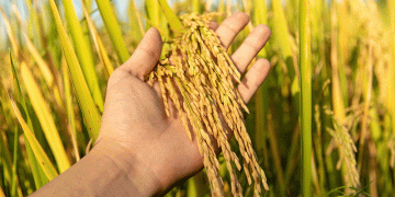 Boosting Wheat Resilience: Breakthrough Biostimulant Therapy Enhances Yield and Grain Quality Under Drought Stress