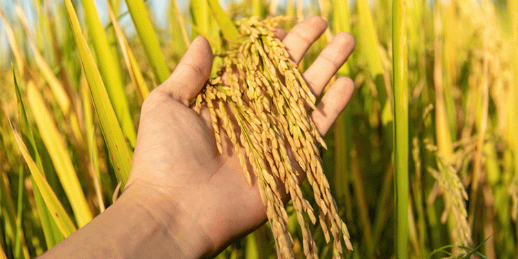 Boosting Wheat Resilience: Breakthrough Biostimulant Therapy Enhances Yield and Grain Quality Under Drought Stress