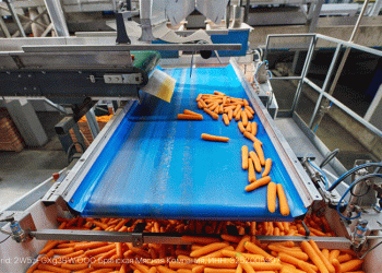 Miraторг Doubles Vegetable Processing Output: Trends and Technologies Driving Frozen Food Demand