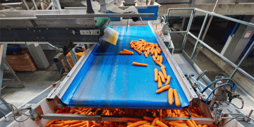 Miraторг Doubles Vegetable Processing Output: Trends and Technologies Driving Frozen Food Demand