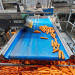 Miraторг Doubles Vegetable Processing Output: Trends and Technologies Driving Frozen Food Demand