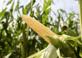 Corn Seed Violations in Volgograd: Why Proper Labeling Matters for Farmers and Agronomists