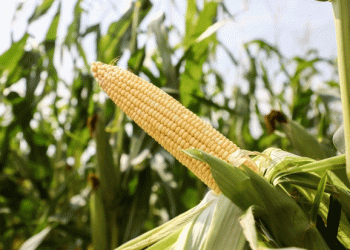 Corn Seed Violations in Volgograd: Why Proper Labeling Matters for Farmers and Agronomists