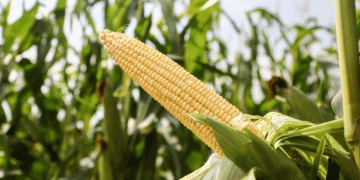 Corn Seed Violations in Volgograd: Why Proper Labeling Matters for Farmers and Agronomists