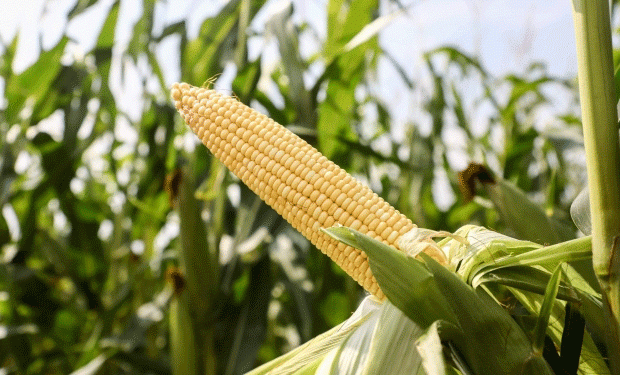 Corn Seed Violations in Volgograd: Why Proper Labeling Matters for Farmers and Agronomists