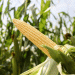 Corn Seed Violations in Volgograd: Why Proper Labeling Matters for Farmers and Agronomists