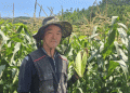 Organic Corn in South Korea: A Success Story of Sustainable Farming and High Profits