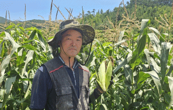 Organic Corn in South Korea: A Success Story of Sustainable Farming and High Profits