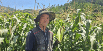 Organic Corn in South Korea: A Success Story of Sustainable Farming and High Profits