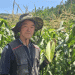 Organic Corn in South Korea: A Success Story of Sustainable Farming and High Profits