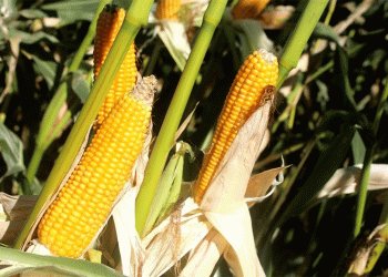 Field Day in Ussuriysk: 67 High-Yield Corn Hybrids and 50 Soybean Varieties Take Center Stage