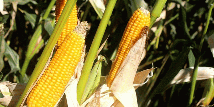 Field Day in Ussuriysk: 67 High-Yield Corn Hybrids and 50 Soybean Varieties Take Center Stage