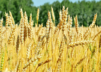 Russia’s Wheat Export Dynamics: Egypt Leads as Global Markets Shift