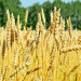 Russia’s Wheat Export Dynamics: Egypt Leads as Global Markets Shift