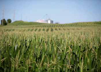 Record U.S. Corn Exports Defy China’s Retreat – What’s Driving the Boom?