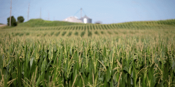 Record U.S. Corn Exports Defy China’s Retreat – What’s Driving the Boom?