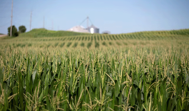 Record U.S. Corn Exports Defy China’s Retreat – What’s Driving the Boom?