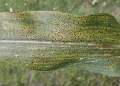 Tar Spot in Corn: Early Outbreak in Missouri and Effective Management Strategies