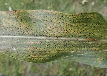 Tar Spot in Corn: Early Outbreak in Missouri and Effective Management Strategies
