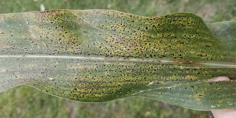 Tar Spot in Corn: Early Outbreak in Missouri and Effective Management Strategies
