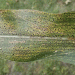 Tar Spot in Corn: Early Outbreak in Missouri and Effective Management Strategies