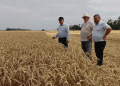 Record Wheat Yields in Koshekhablsky District: How Modern Farming Techniques Are Boosting Harvests