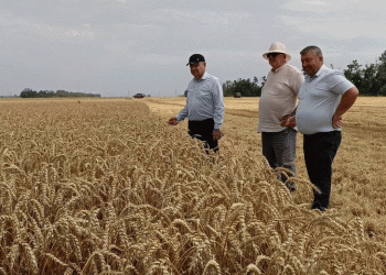 Record Wheat Yields in Koshekhablsky District: How Modern Farming Techniques Are Boosting Harvests
