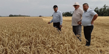 Record Wheat Yields in Koshekhablsky District: How Modern Farming Techniques Are Boosting Harvests
