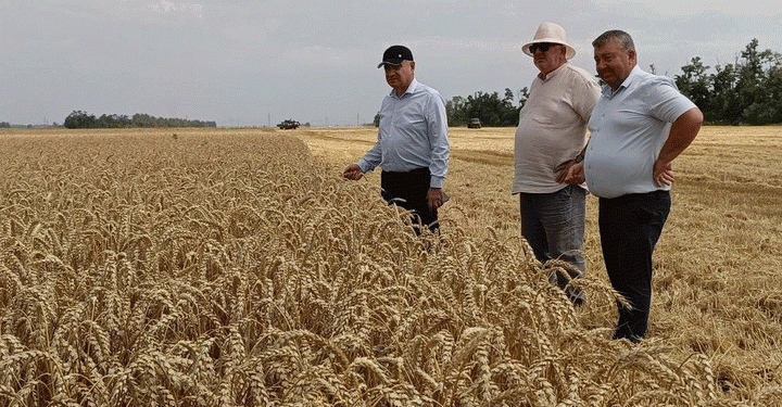 Record Wheat Yields in Koshekhablsky District: How Modern Farming Techniques Are Boosting Harvests
