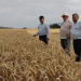 Record Wheat Yields in Koshekhablsky District: How Modern Farming Techniques Are Boosting Harvests