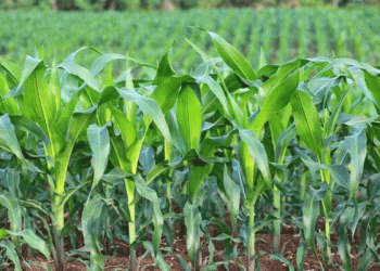 US Crop Progress Report 2024: Corn and Spring Wheat Thrive, While Soybeans and Winter Wheat Struggle