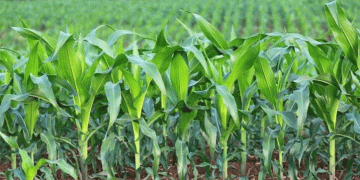 US Crop Progress Report 2024: Corn and Spring Wheat Thrive, While Soybeans and Winter Wheat Struggle