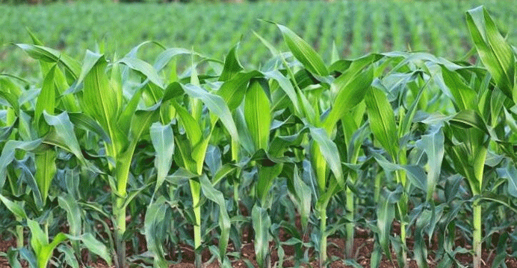 US Crop Progress Report 2024: Corn and Spring Wheat Thrive, While Soybeans and Winter Wheat Struggle